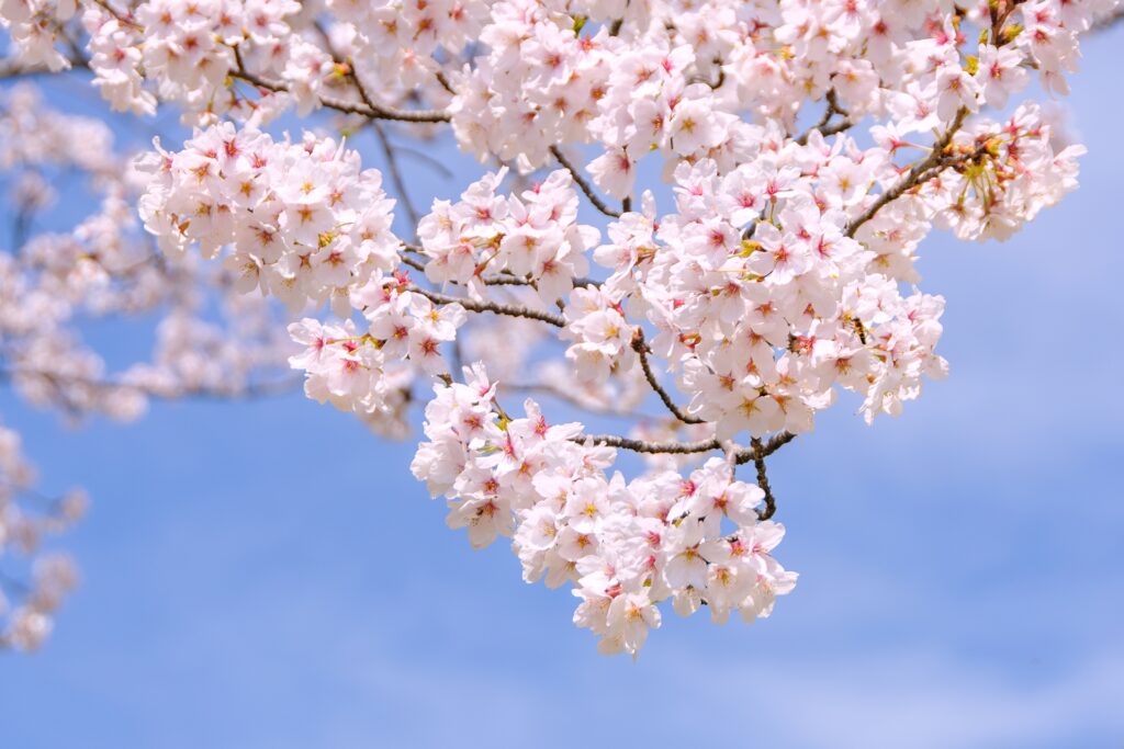 春のひとときに、少し特別な時間を【ジャズコンサートのご案内】画像